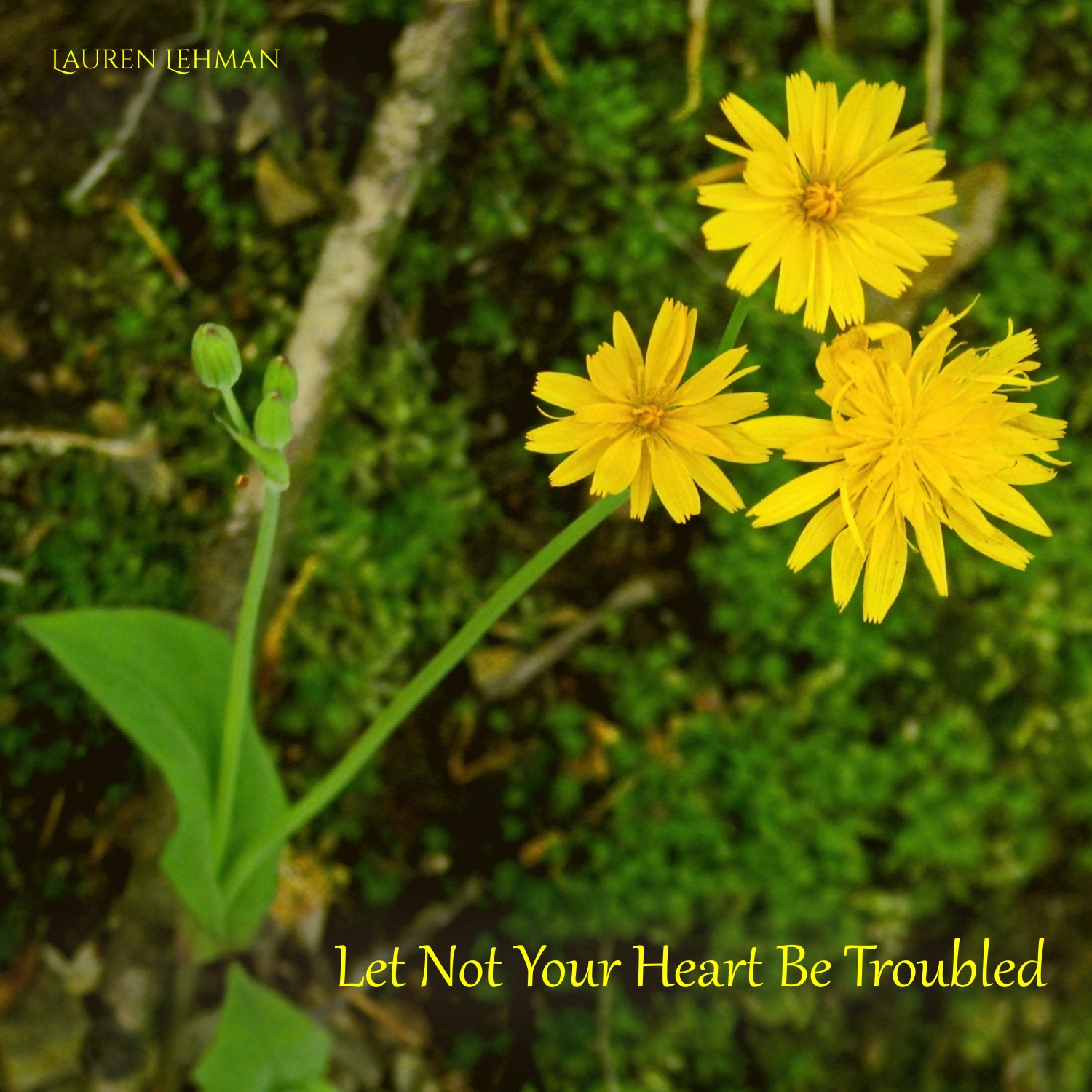 Let Not Your Heart Be Troubled by Lauren Lehman